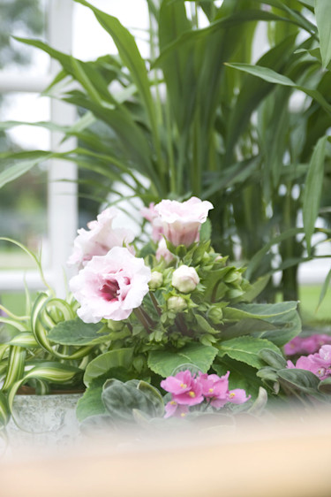 Gloxinia, _Sininngia speciosa_. Foto: Blomsterfrämjandet.