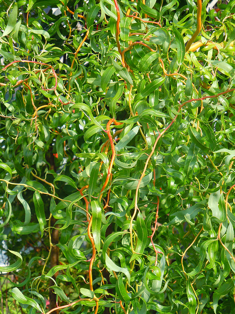 Trollpil, _Salix babylonica_ var _pekinensis_ 'Tortuosa'. Foto: Sylvia Svensson