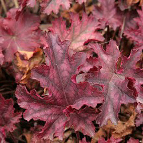 Alunrot, _Heuchera_ 'Can Can'Foto: Odla.nu