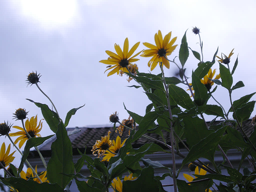 Jordärtskockan blommar ofta långt in på hösten. Foto: Sylvia Svensson