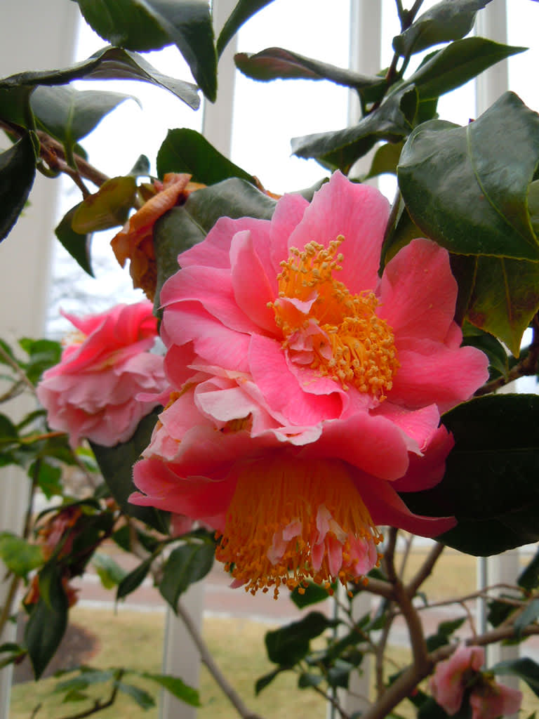 _Camellia japonica_ 'Yachiyo'
Foto: Sylvia Svensson