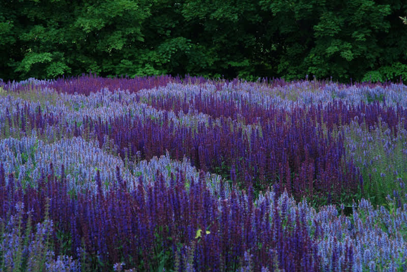 Stäppsalvia - härdig långblommare för den solstekta sidan.