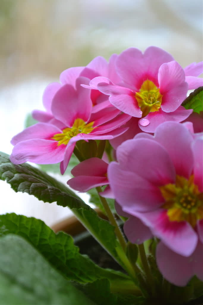 Primula 'Cleopatra'
Foto: Blomsterfrämjandet