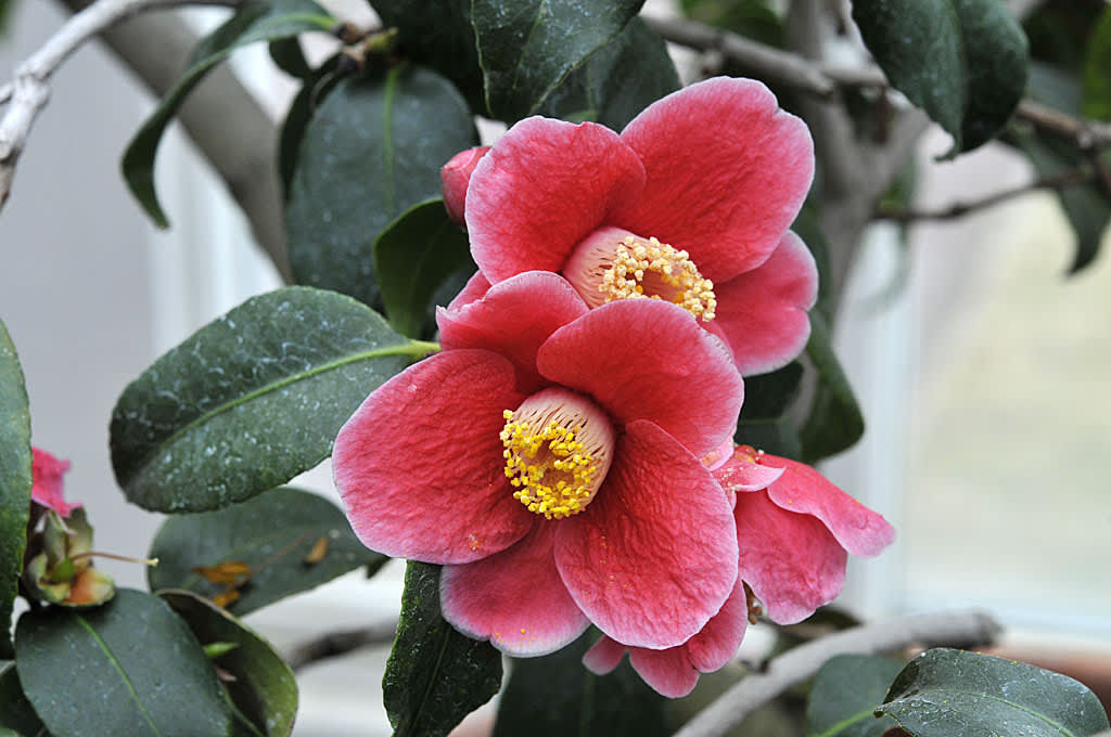 _Camellia japonica_ 'Tafu Ku Benten'
Foto: Bernt Svensson