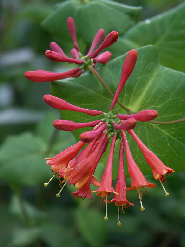 Eldkaprifol, Lonicera x brownii 'Dropmore Scarlett'. Foto: Sylvia Svensson