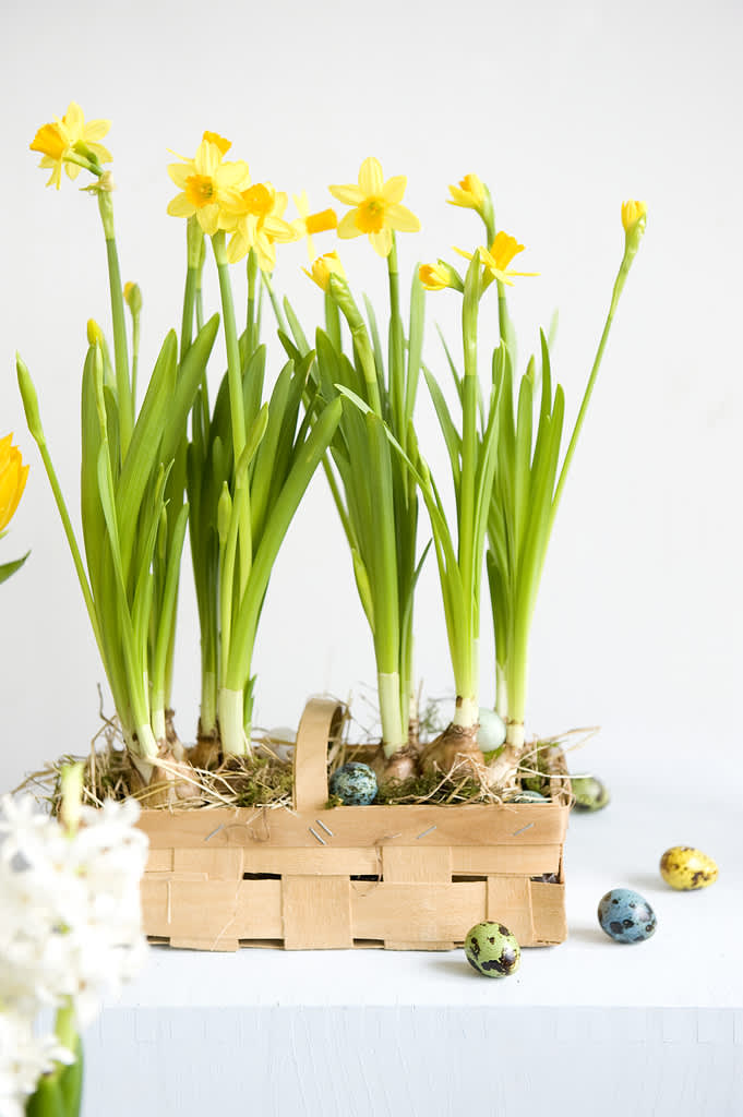 Påsklilja, _Narcissus_, Tête à Tête är förstahandsvalet till påsk för många. 
Foto: Blomsterfrämjandet