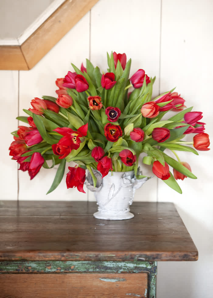 Röda tulpaner i vit vas
Foto: Blomsterfrämjandet