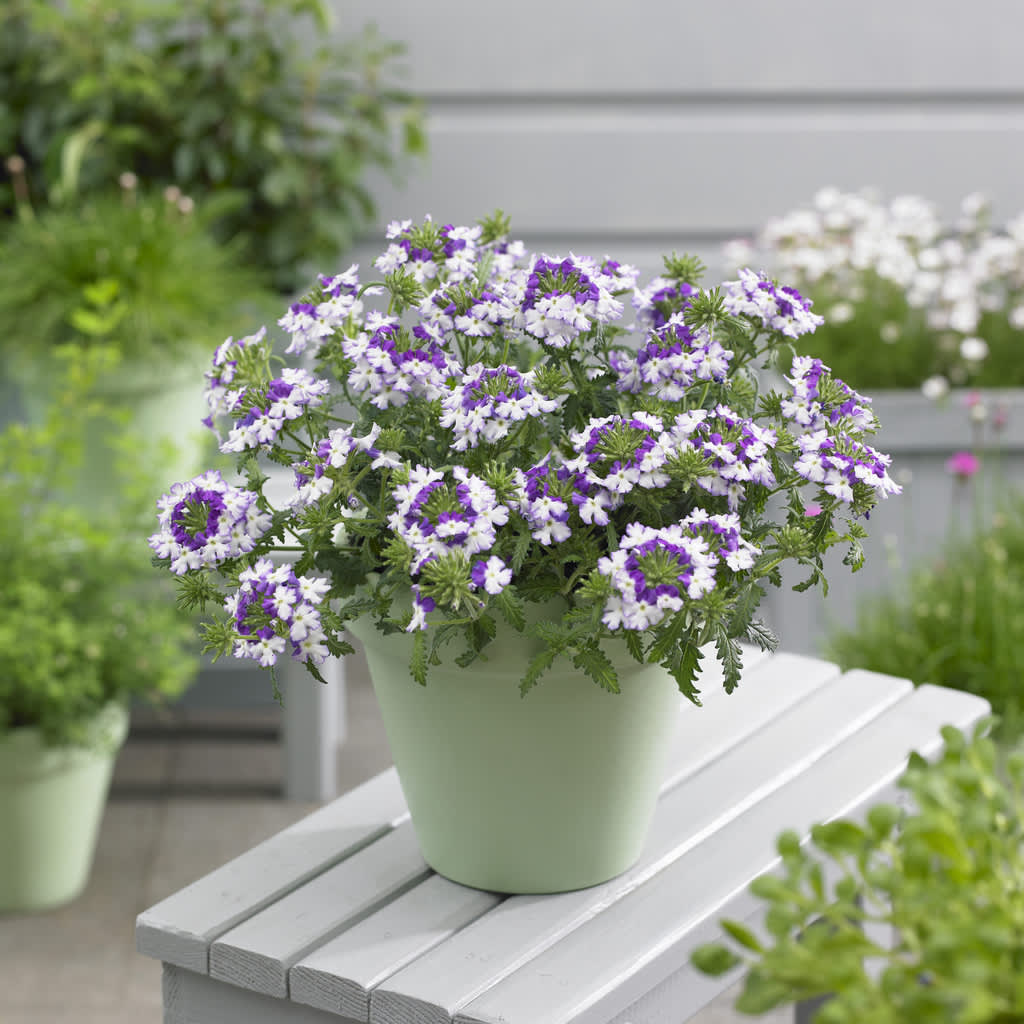 Verbena, _Glandularia Landai®_,Twister Blue på bordet. 

Foto: Blomsterfrämjandet/Syngenta