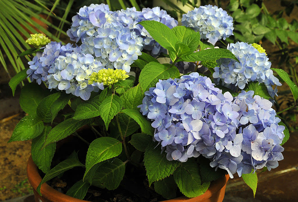 _Hydrangea macrophylla_ 'ES The Original'.
Foto: Sylvia Svensson
