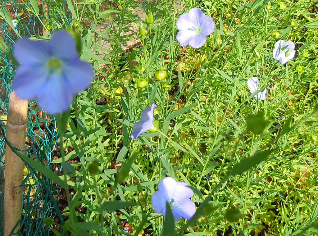 Linblommor. Foto: Sylvia Svensson