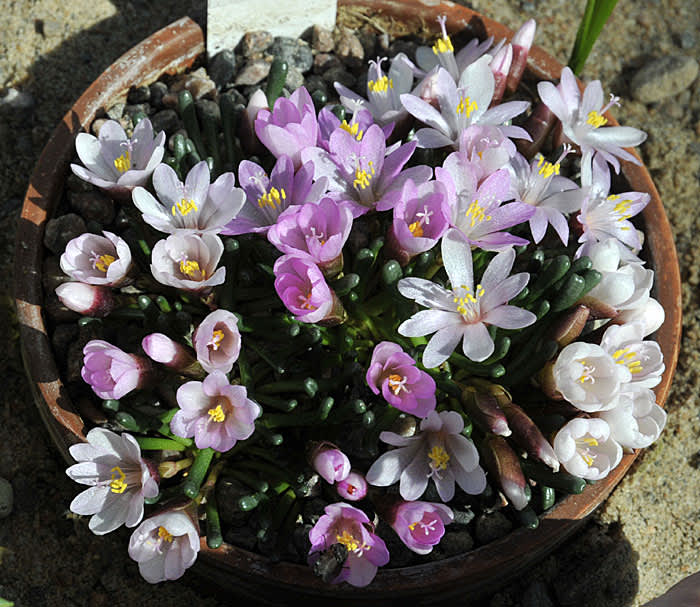 _Lewisia disepala_.
Foto: Bernt Svensson