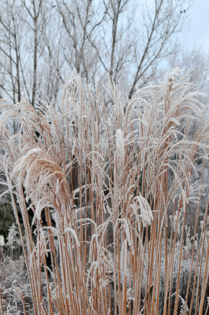 Klipp inte ner gräsvipporna, de är vackra med rimfrost på!Foto: Sylvia Svensson