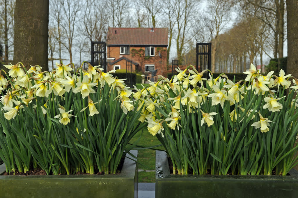 Påsklilja, _Narcissus_, 'W.P. Milner' i mängder! Foto: Blomsterfrämjandet