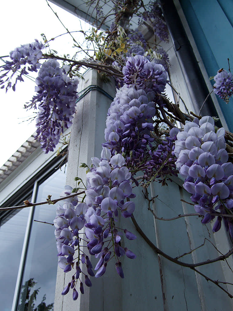 _Wisteria floribunda_ uppåt väggarna.
Foto: Sylvia Svensson