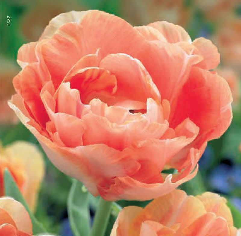 Tulipa 'Orange Angelique'. Foto: Odla.nu