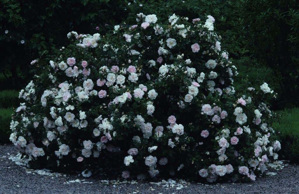 En härdig buske i full flor. Foto: Lars-Åke Gustavsson