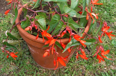 _Begonia boliviensis_ Bonfire. Foto: Bengt Olofsson.
