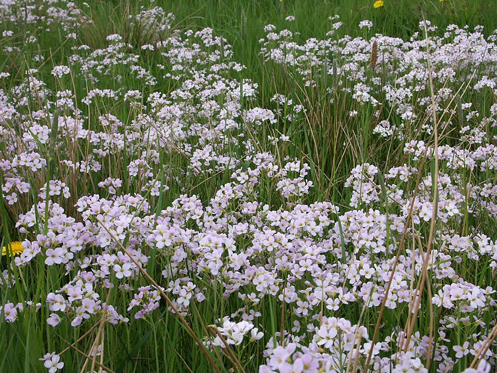 Kärrbräsma, Cardamine paludosa, finns över hela landet
Foto: Bernt Svennsson