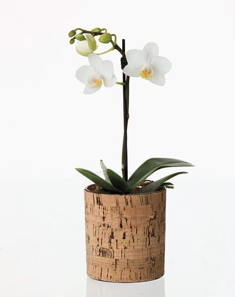 _Phalaenopsis_, orkidé.