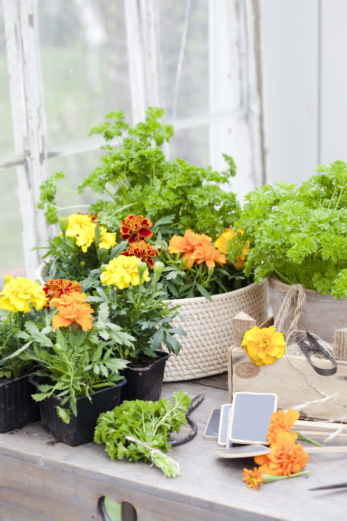 Persilja passar fint tillsammans med tagetes och är perfekt att frysa in. 
Foto: Blomsterfrämjandet/Anna Skoog