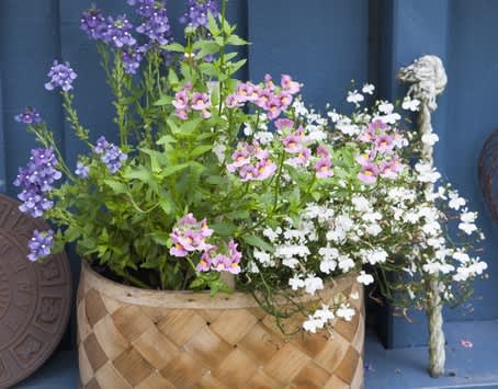 Nemesia i korg. Foto: Blomsterfrämjandet