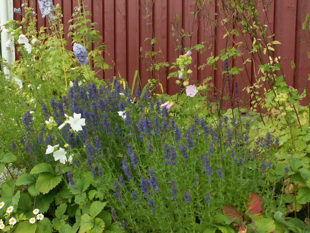 Isopen tillsammans med vit och lila malva, ljusblå riddarsporre och rosa aklejor blir en härlig och romantisk rabatt.
