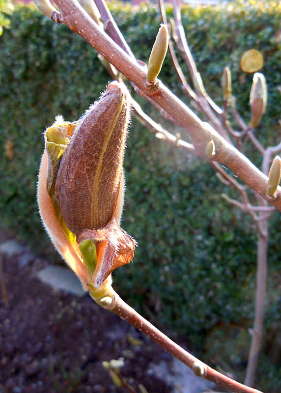 Frostskadad magnoliaknopp.