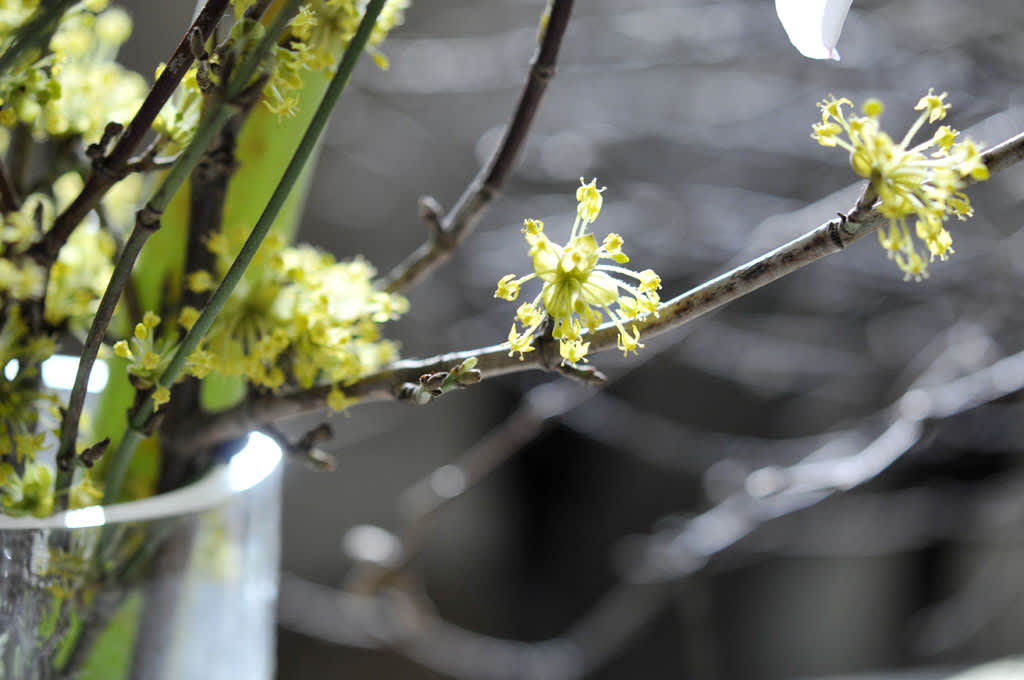 Körsbärskornell, _Cornus mas_