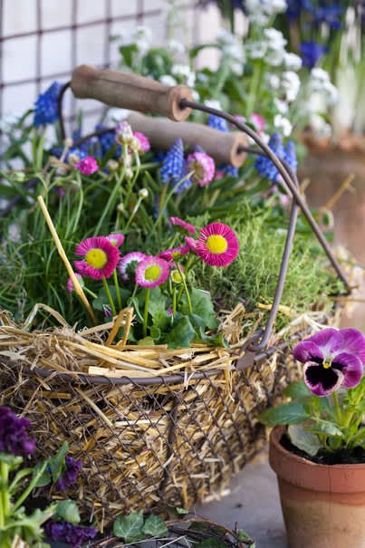 Tusensköna i härlig samvaro med bland annat pärlhyacint. Foto: Blomsterfrämjandet Minna Mercke Schmidt.