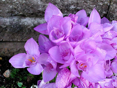 _Crocus banaticus_.