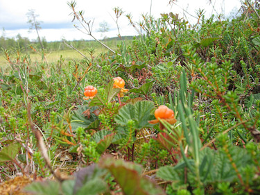 Hjortronmyr
Foto: Peuraniemen Taimitarha