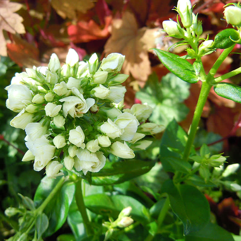 _Phlox paniculata_ 'Tiara'.
Foto: Sylvia Svensson