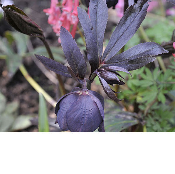 "Svart" julros, en orientalishybrid, Helleborus × hybridus ‘Black Diamond’. Foto: Sylvia Svensson