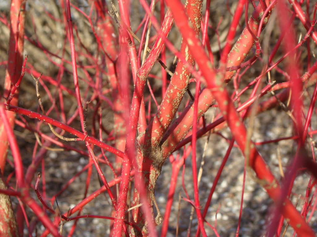 En korallkornell som beskärs tidigt på våren får nya, vackert röda skott.
