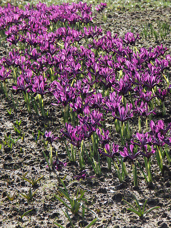 **Våriris** i gräsmattan innan gräset kommit igång i början på mars.
Foto: Sylvia Svensson