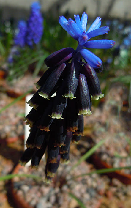 _Muscari discolor_.
Foto: Sylvia Svensson