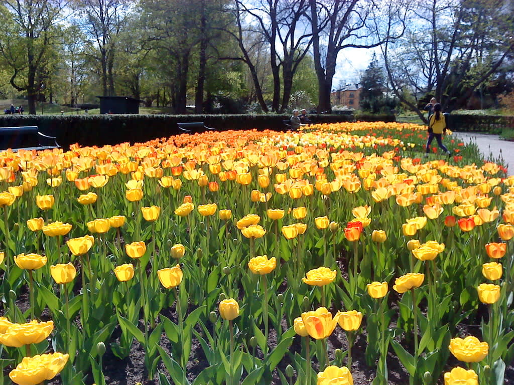 Inbjudande tulpanplantering i stadsparken i Örebro. Foto. Marie Lindell