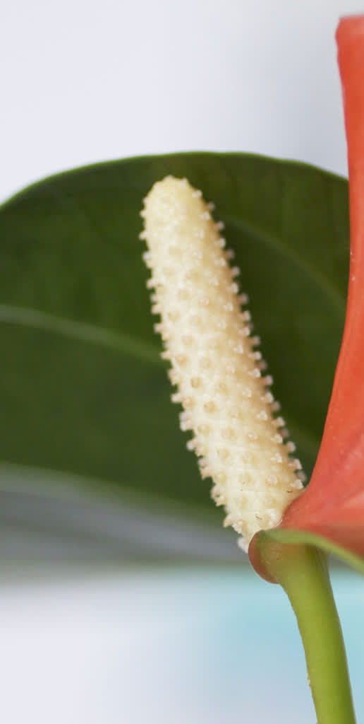 Rosenkalla , _Anthurium Andraeanum_-Gruppen, nära. Foto: Blomsterfrämjandet.