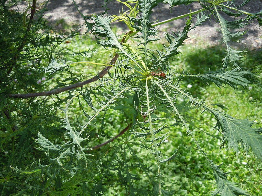 Aesculus h. f. laciniata, flikbladig hästkastanj