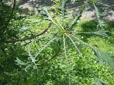 Aesculus h. f. laciniata, flikbladig hästkastanj