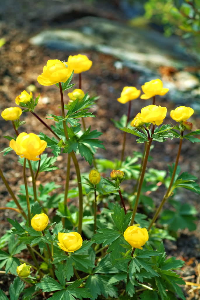 Vanlig smörboll, _Trollius europaeus_.