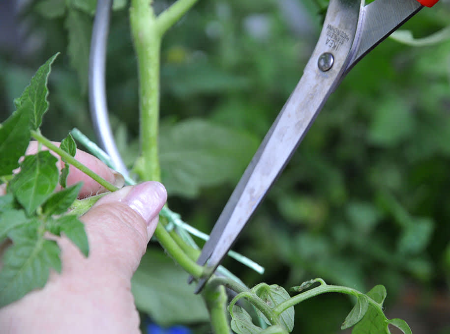 Tjuva tomaterna så att inte sidoskotten tar kraft från plantan. 

Foto: Sylvia Svensson
