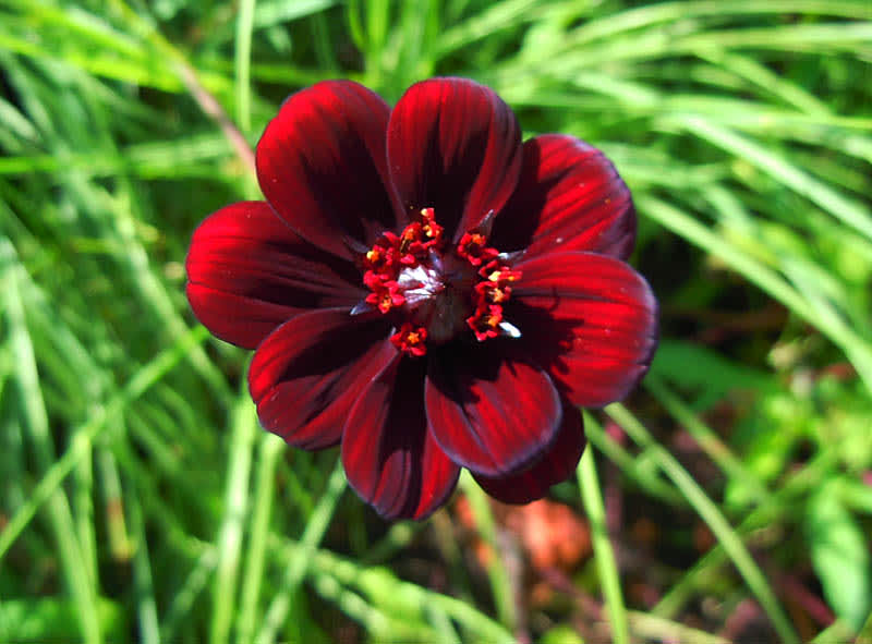 Chokladskära, _Cosmos atrosanguinea_ 'Chocamocha'.
Foto: Sylvia Svensson