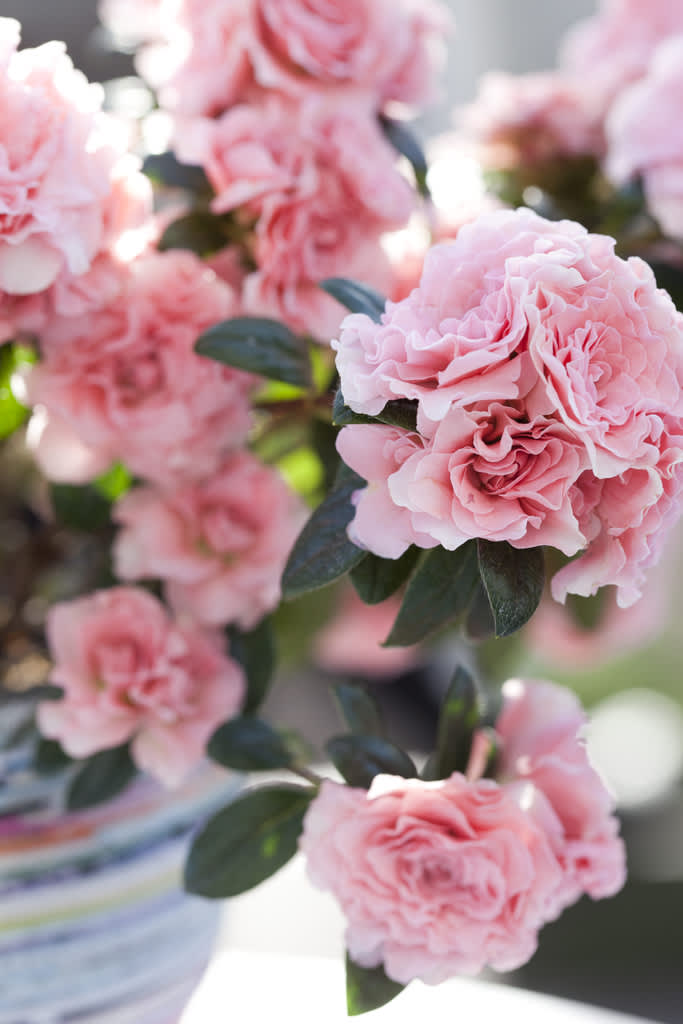 Ljuvligt rosa och kameliablommande vårazalean AIKO får oss att längta till ljusare tider. 
Foto: Blomsterfrämjandet/Anna Skoog
