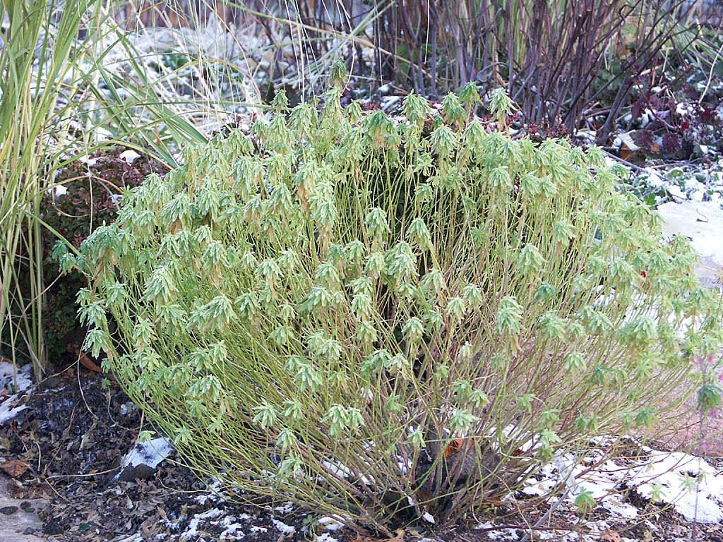 _Euphorbia polycroma_ 'Variegata' på vintern, den kan behålla en del blad om vintern är mild.
Foto: Bernt Svensson
