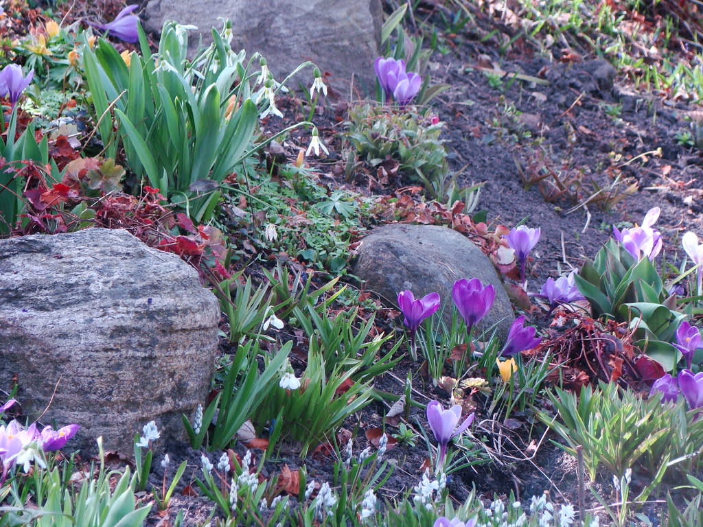 Arbeta med, inte emot, de naturliga förutsättningarna i din trädgård. Här en vårbacke i en stensluttning. 
