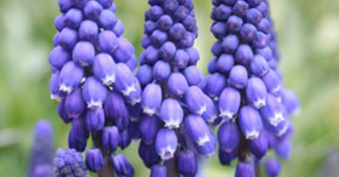 Muscari armenicum. Foto: Sylvia Svensson