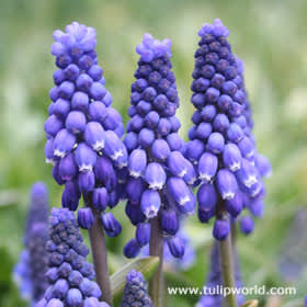 Muscari armenicum. Foto: Sylvia Svensson