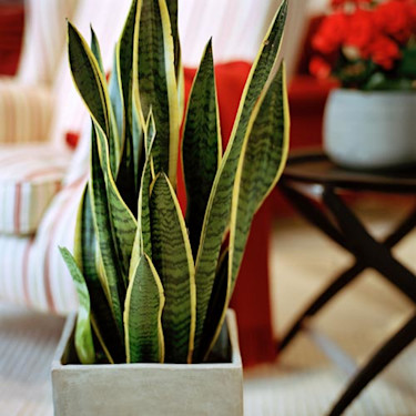 Svärmorstunga, _Sansevieria trifasciata_.