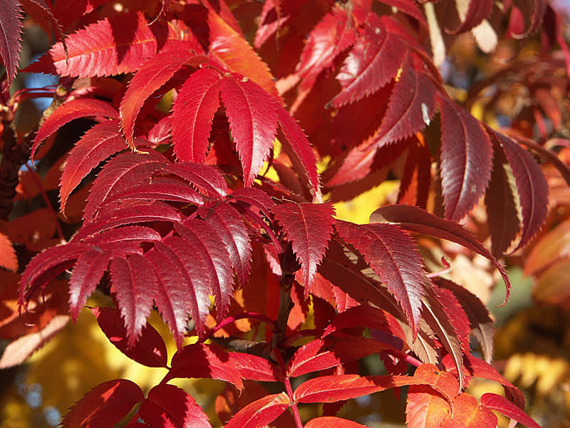 Rönn, Sorbus 'Dodong', närbild. Foto: Sylvia Svensson